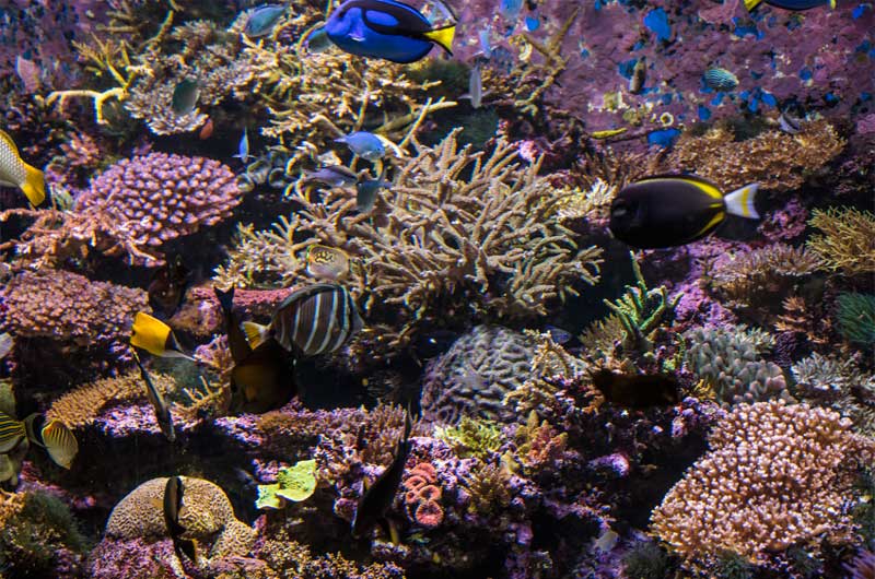 Visit the reef to support the wonder